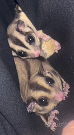 Petauro della zucchero