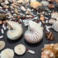 Conchiglie e minerali da collezione