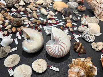 Conchiglie e minerali da collezione