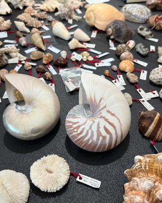 Conchiglie e minerali da collezione