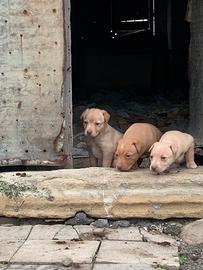 Cuccioli cirnechi