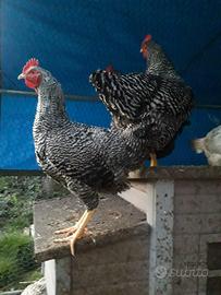Gallo amrock