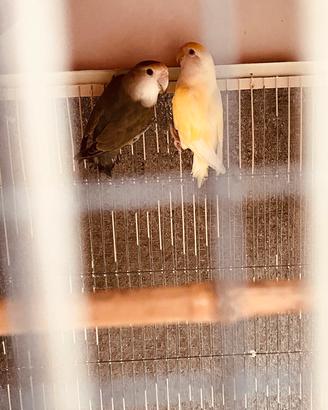 Inseparabili