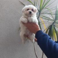 Cucciolo di maltese mini