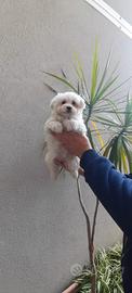 Cucciolo di maltese mini