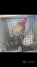 Tolgo coppia araucana di 8mesi