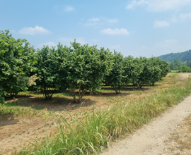 Terreno con impianto nocciole