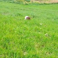 Setter inglese
