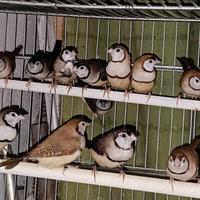 Diamanti di Bichenow