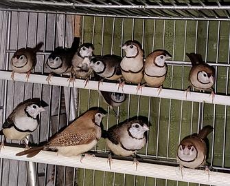 Diamanti di Bichenow