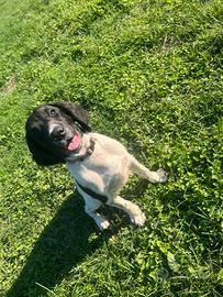 Springer Spaniel Inglese pedigree enci
