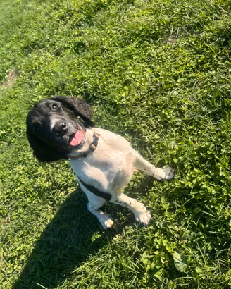 Springer Spaniel Inglese pedigree enci