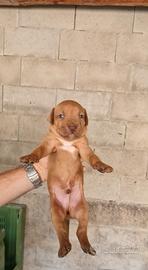 American pitbull terrier ADBA