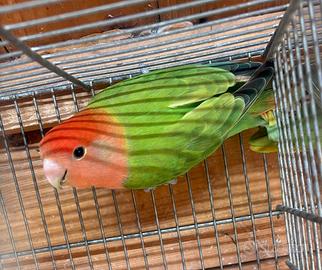 Inseparabili femmine