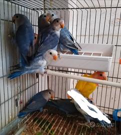 Inseparabili viola/blu, turchesi ancestrali lutini