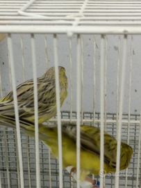 Coppia di canarini Agata giallo