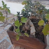 Bonsai di vite con olivo e fico