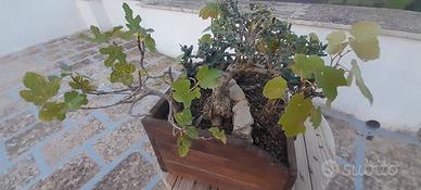 Bonsai di vite con olivo e fico