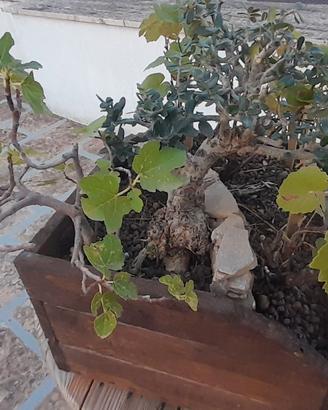 Bonsai di vite con olivo e fico