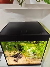 Acquario Askoll Opera80L