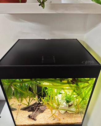 Acquario Askoll Opera80L