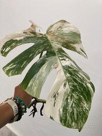 Talea monstera albovariegata