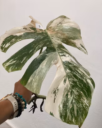 Talea monstera albovariegata