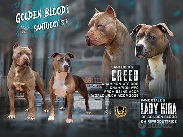 American Pitbull Terrier