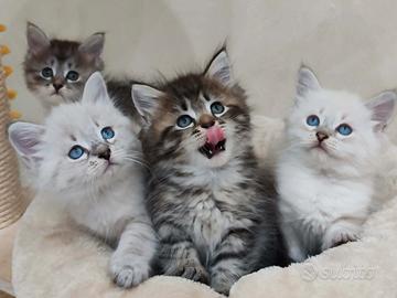 Cuccioli di gatto siberiano