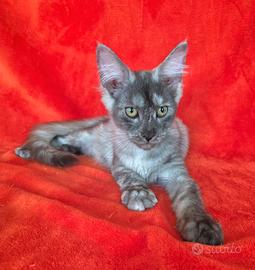 Cucciola maine coon con pedigree