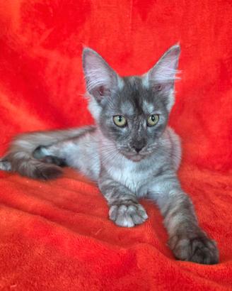 Cucciola maine coon con pedigree