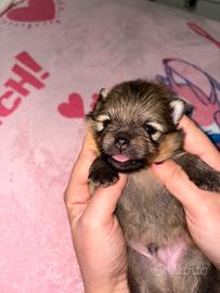 Cuccioli di spitz tedesco nano