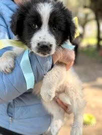 Max - Cucciolo in adozione