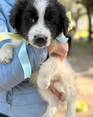 Max - Cucciolo in adozione