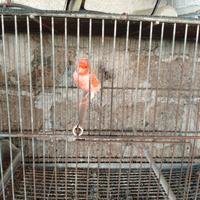 Canarini a fattore rosso