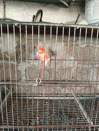 Canarini a fattore rosso