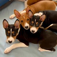 Cuccioli razza Basenji, taglia piccola, non abbaia