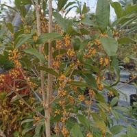 Piante Osman thus olea fragrans