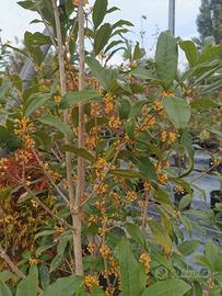 Piante Osman thus olea fragrans