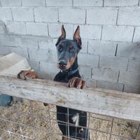 Cucciola di dobermann