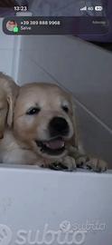 Cane Golden retriever