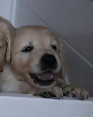 Cane Golden retriever