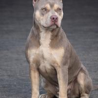 Pitbull femmina tricolor