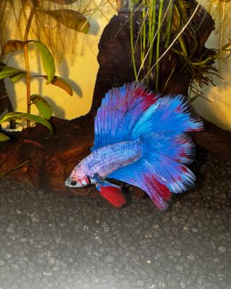 Betta e bettario