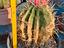 Immagine 4
