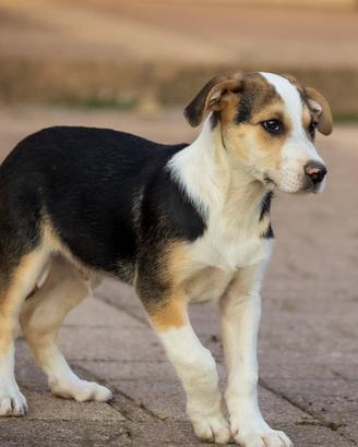 Cucciolo maschio due mesi