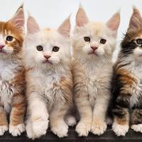 CUCCIOLATA DI MAINE COON, pagamento rate