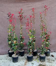 Siepe di Photinia Compacta