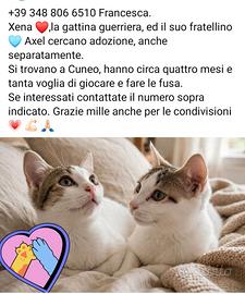 Gattini
