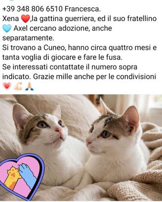 Gattini